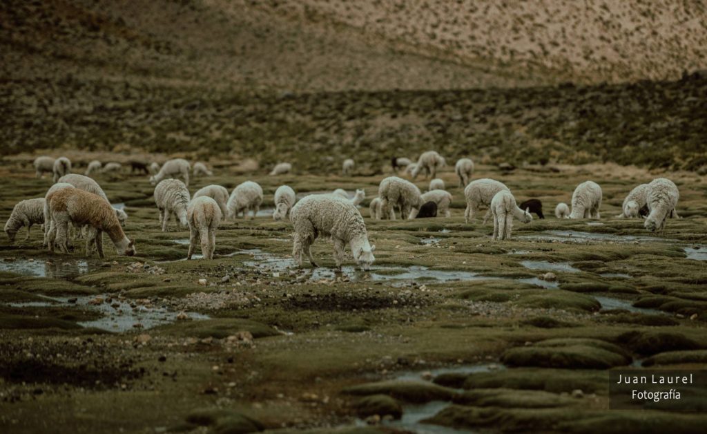 valle del colca 5